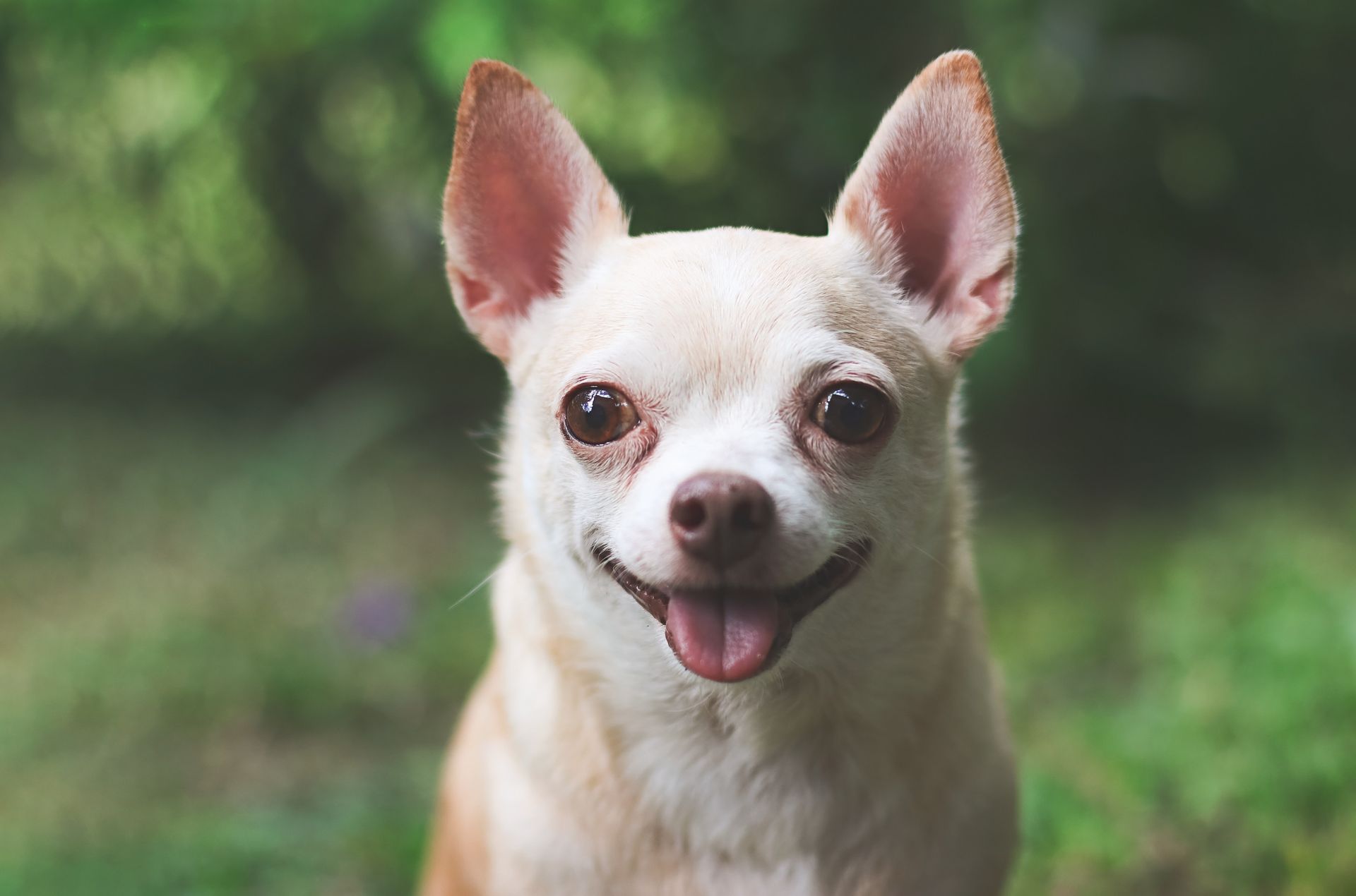 Un pequeño perro chihuahua sonríe y mira a la cámara.