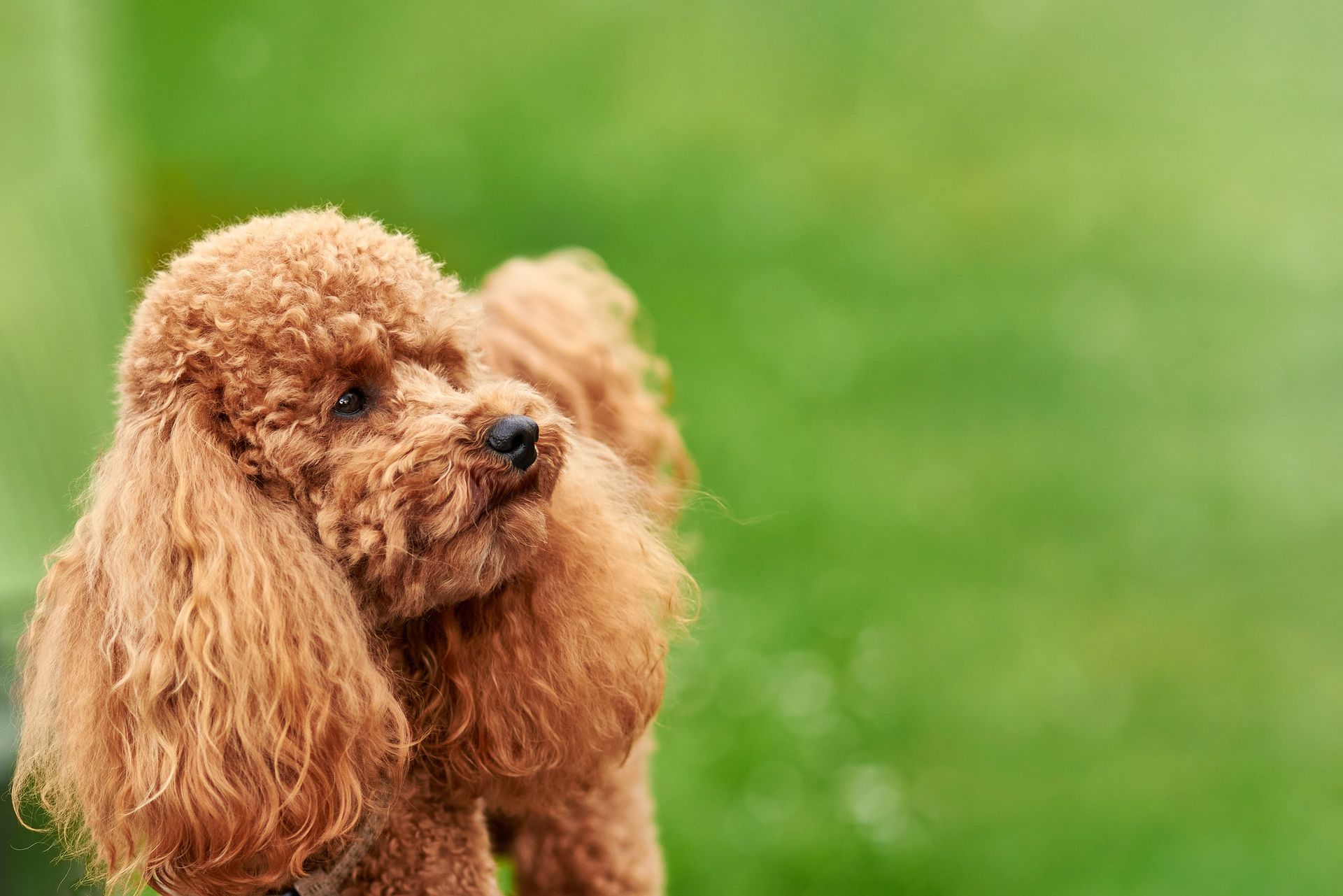 Un caniche marrón está parado en el césped y mira a la cámara.