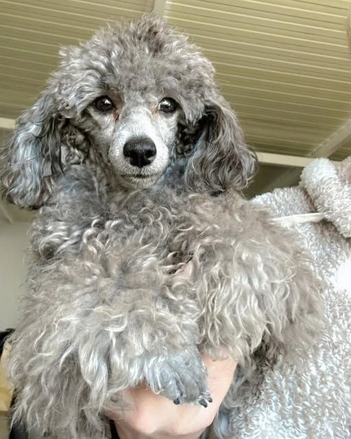 Una persona sostiene un pequeño caniche gris en su hombro.