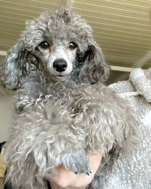 Una persona sostiene un pequeño caniche gris en su hombro.