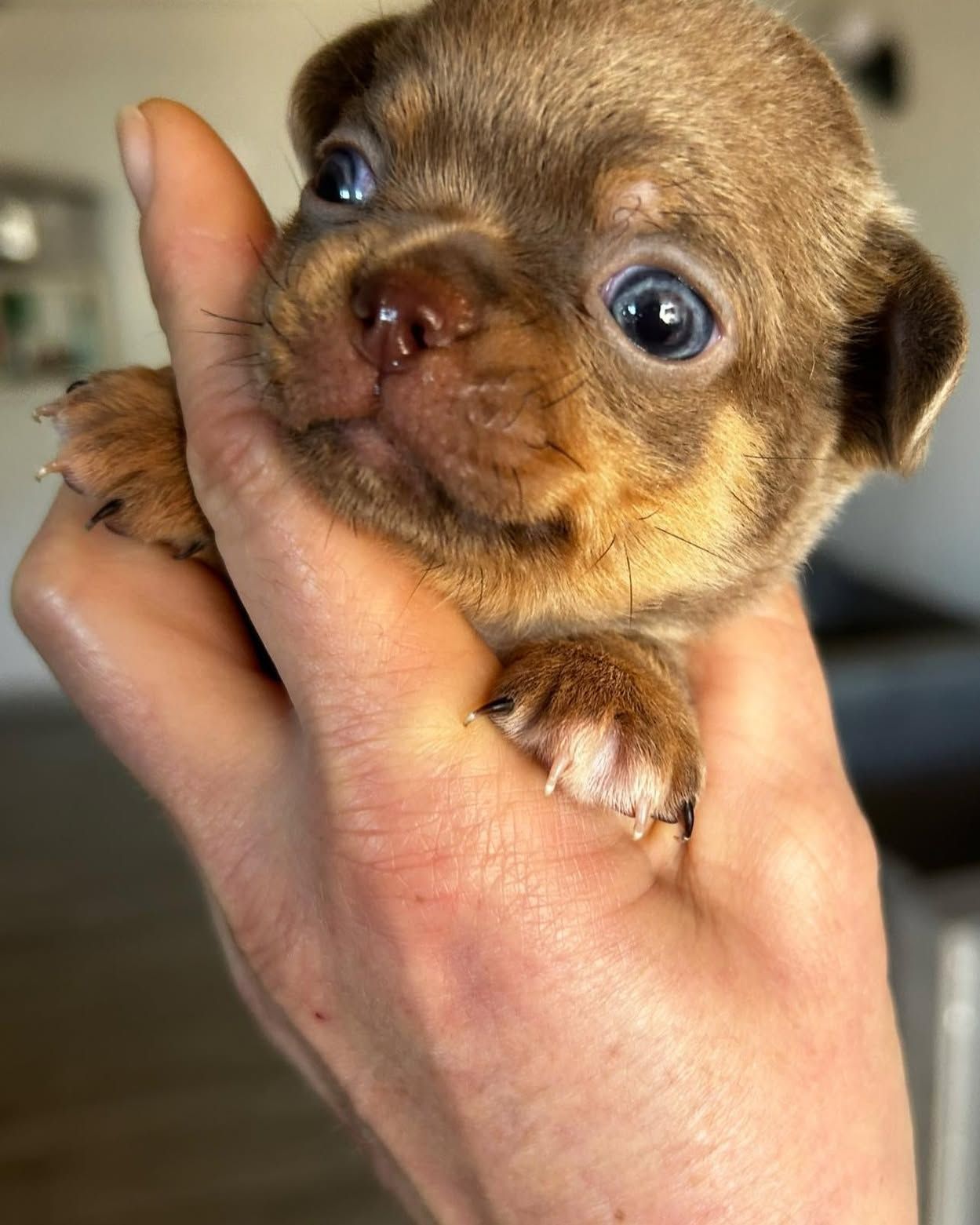Una persona sostiene un pequeño cachorro marrón en su mano.
