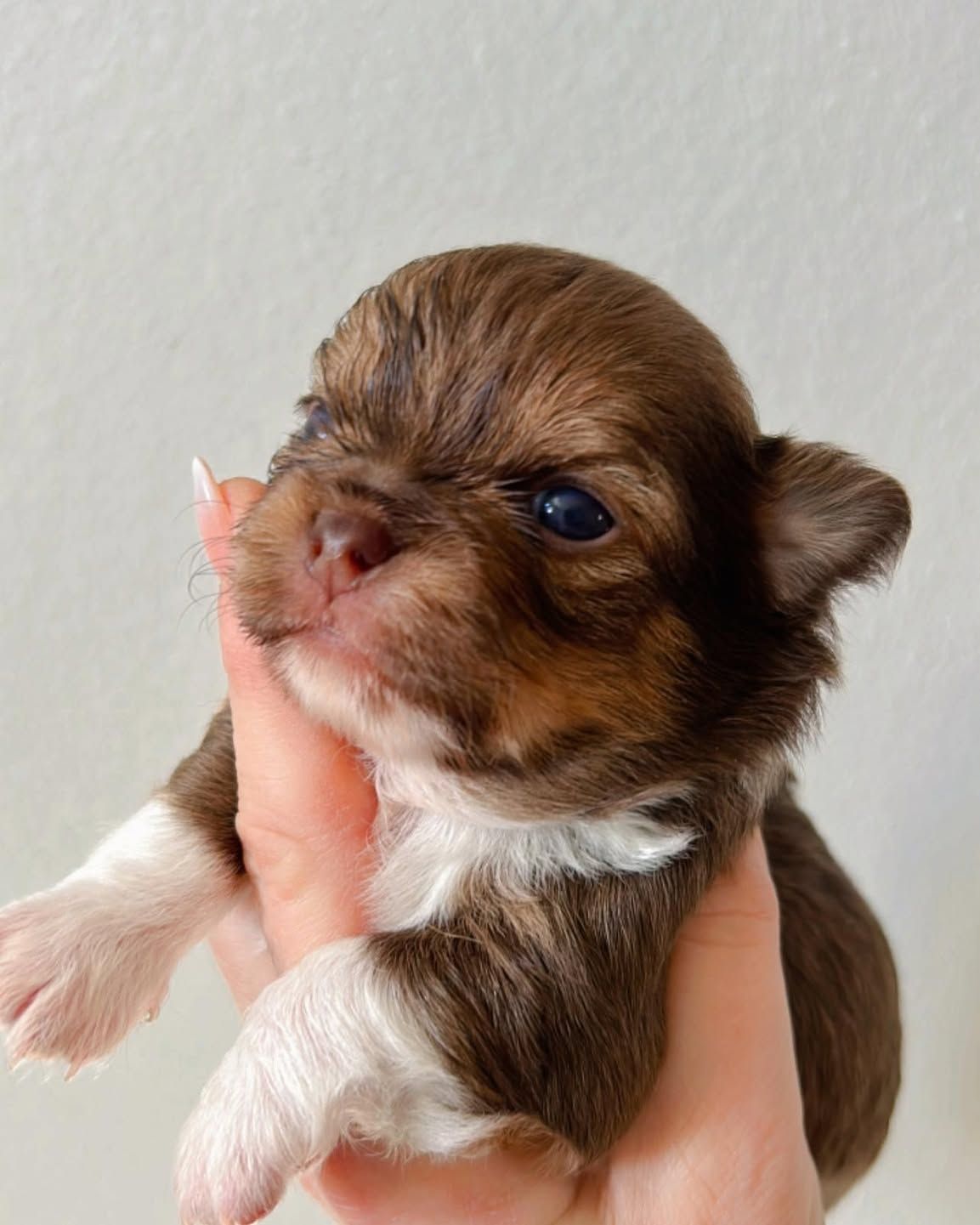 Una persona sostiene en su mano un pequeño cachorro marrón y blanco.