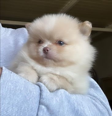 Una persona sostiene en sus brazos un pequeño cachorro de pomerania blanco.