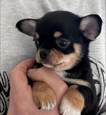 Una persona sostiene un pequeño cachorro chihuahua negro y marrón.