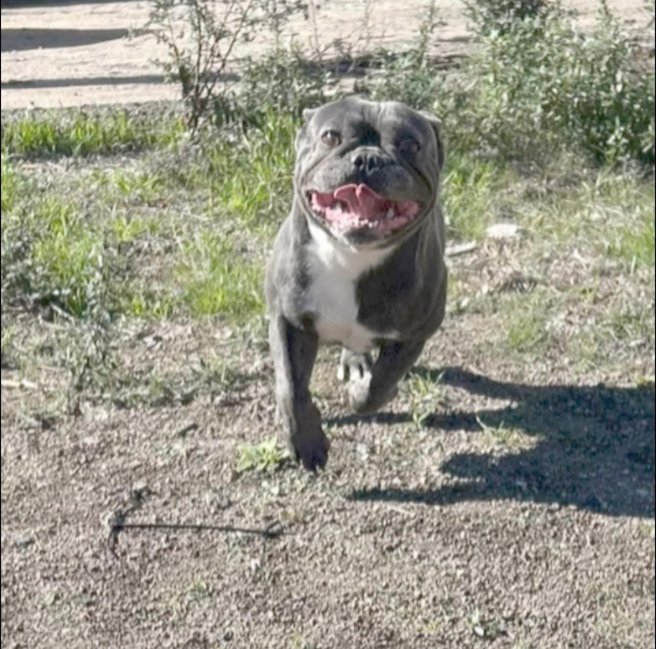 Un bulldog francés blanco y negro está parado en el césped.