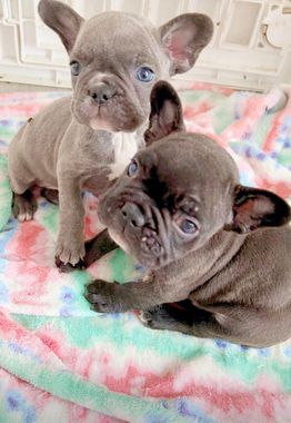 Una persona sostiene un pequeño cachorro en sus manos.