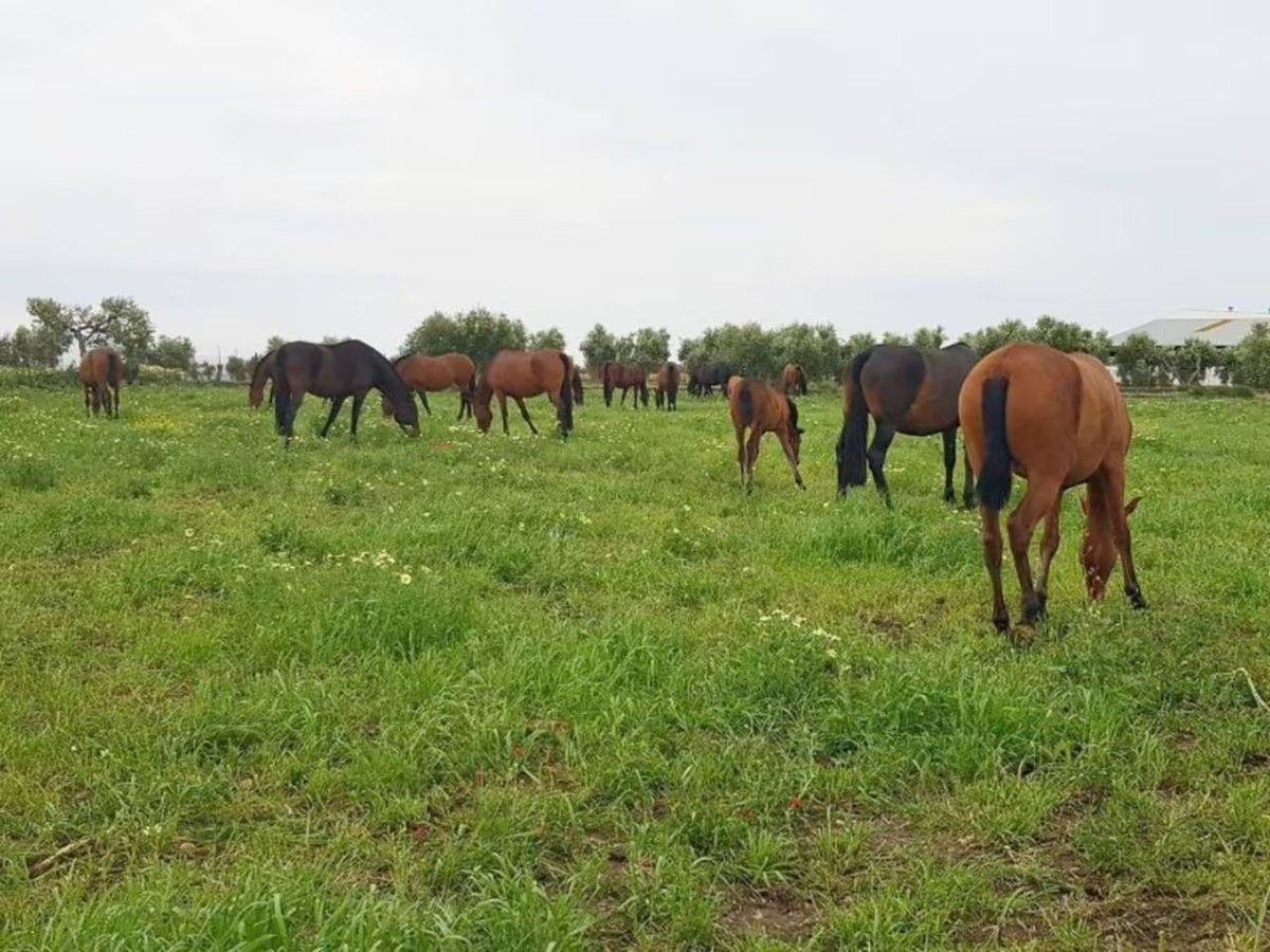 Una manada de caballos pastando en un campo de hierba.