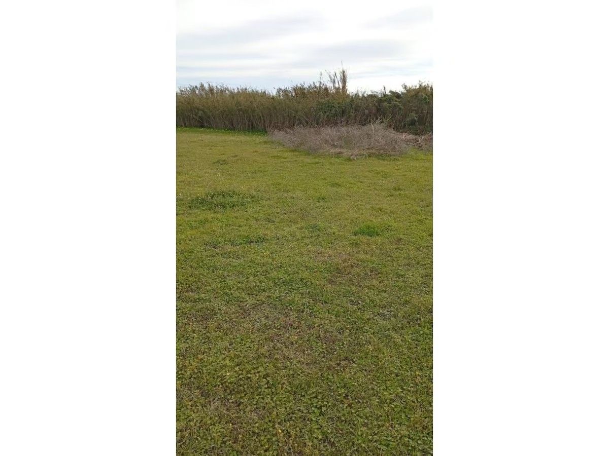 Un gran campo de hierba con árboles al fondo.