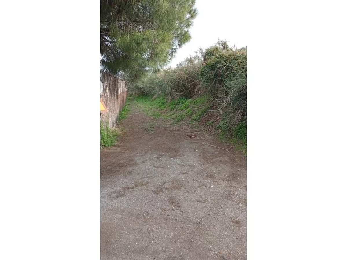 Un camino de tierra con árboles a los lados.