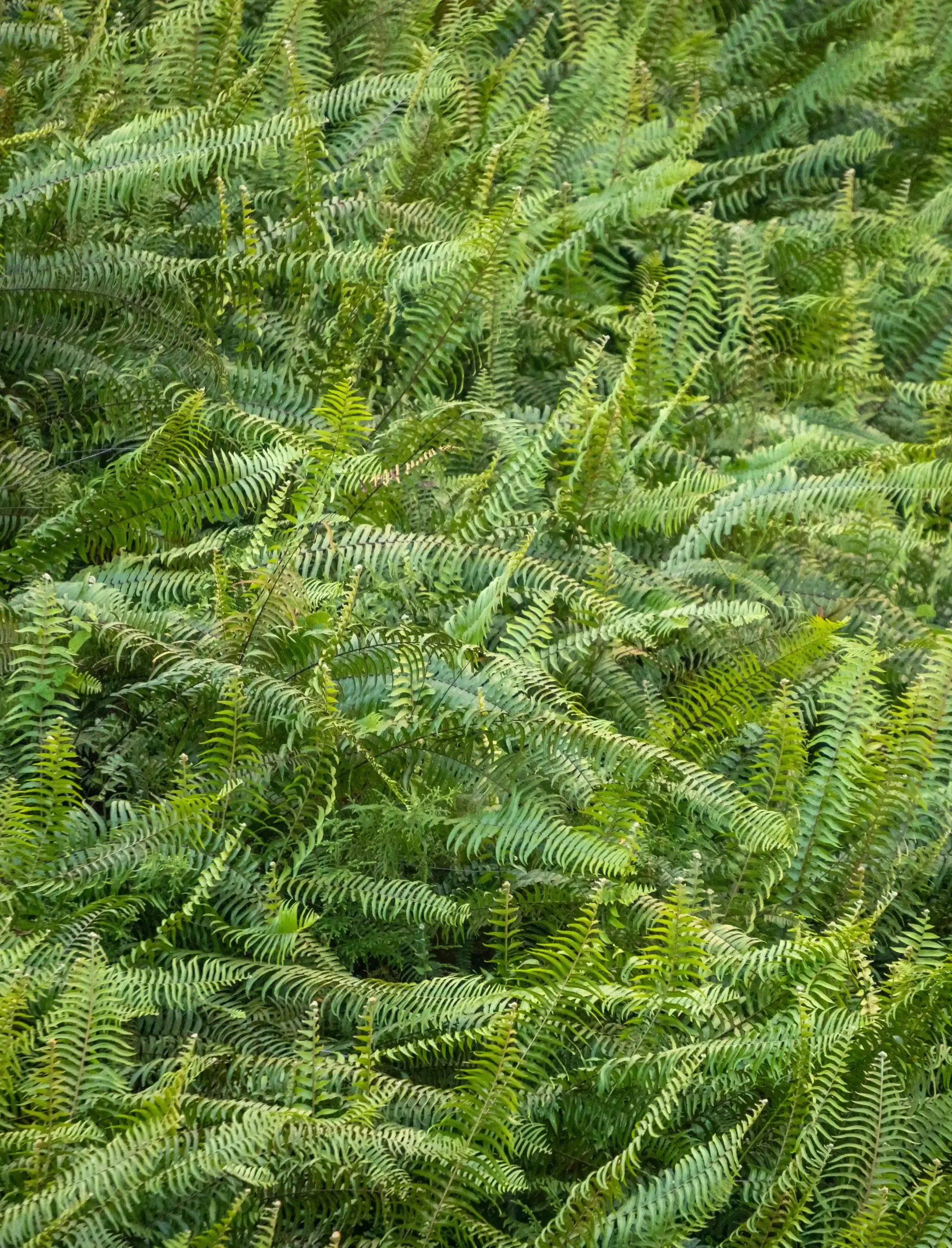 Primer plano de fentos verdes creciendo en el bosque de Lugo, mostrando la vegetación típica húmeda y densa de Galicia.