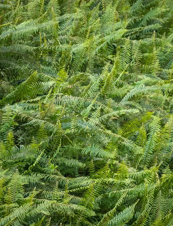 Primer plano de fentos verdes creciendo en el bosque de Lugo, mostrando la vegetación típica húmeda y densa de Galicia.
