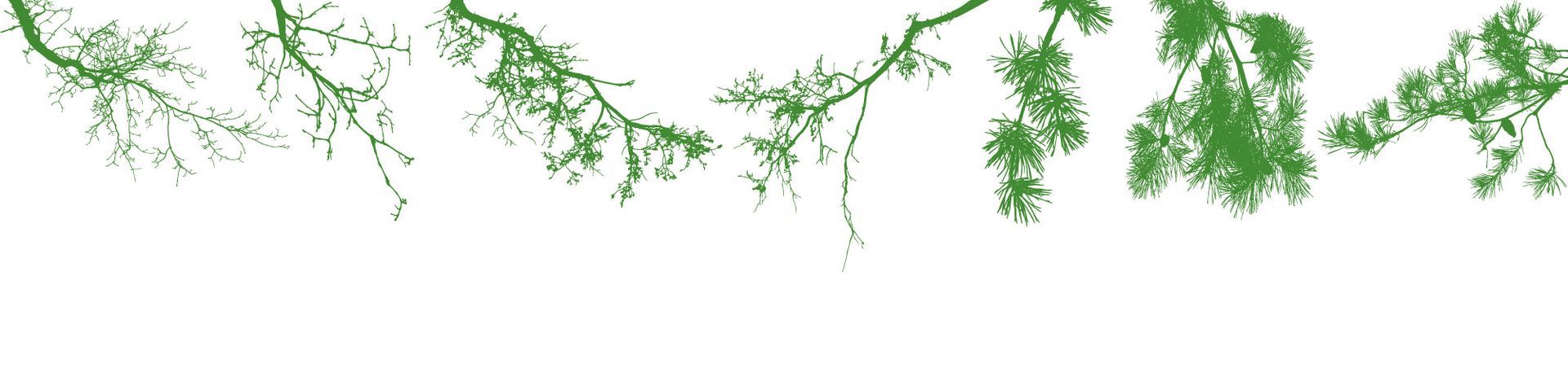 Zweige eines Baumes mit grünen Blättern auf weißem Hintergrund - Traumgärten Benjamin Biermeyer aus Soest