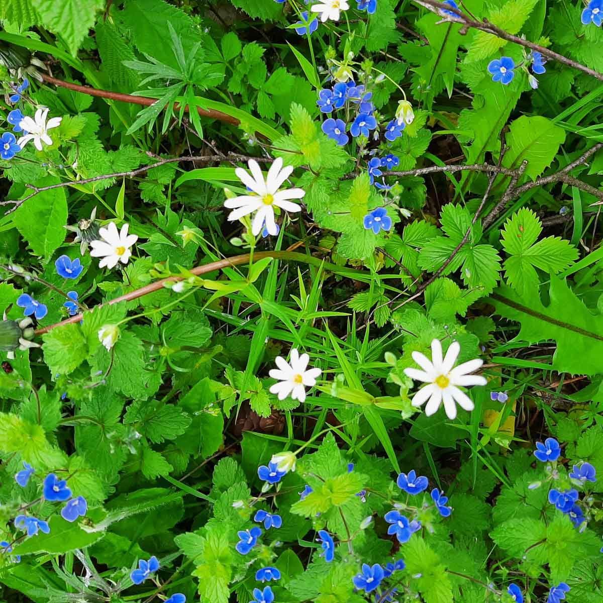 ein Feld mit weißen und blauen Blumen und grünen Blättern -Traumgärten Benjamin Biermeyer aus Soest