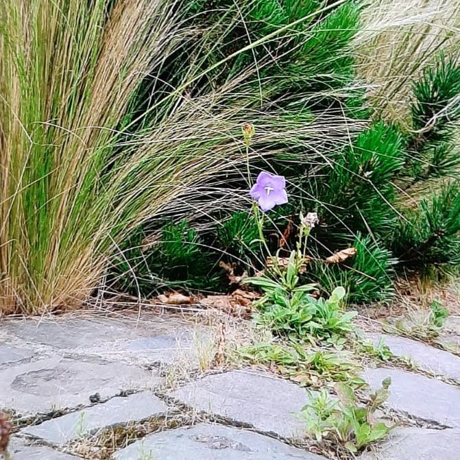 eine lila Blume wächst auf einem Steinweg - Traumgärten Benjamin Biermeyer aus Soest