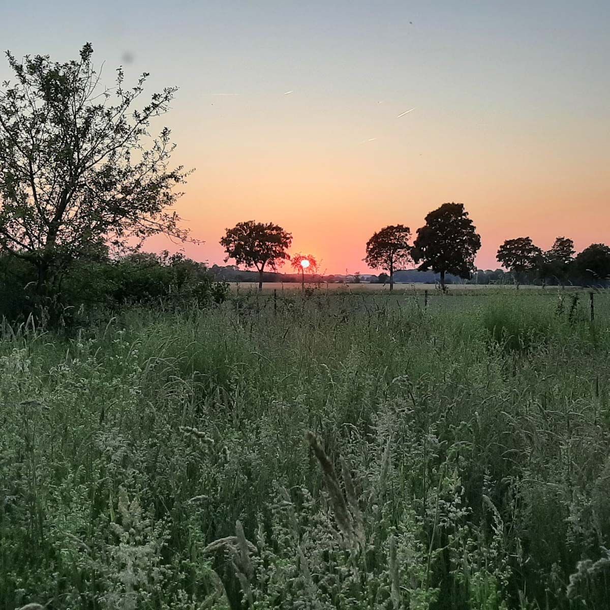 ein Sonnenuntergang über einem Feld mit Bäumen im Hintergrund - Traumgärten Benjamin Biermeyer aus Soest