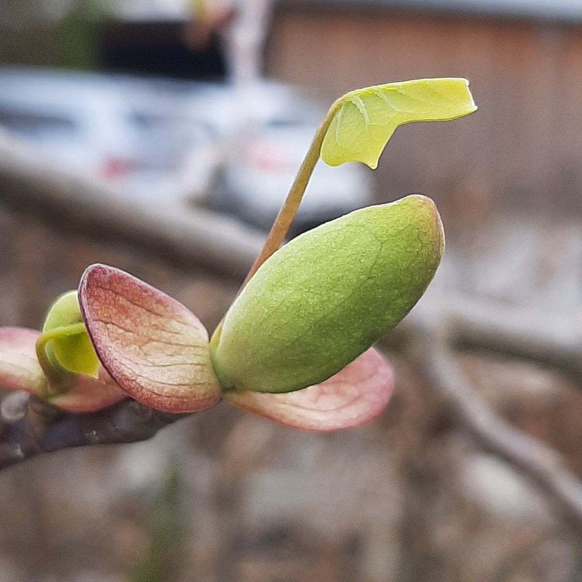 eine Nahaufnahme einer grünen Pflanze mit einem gelben Blatt - Traumgärten Benjamin Biermeyer aus Soest