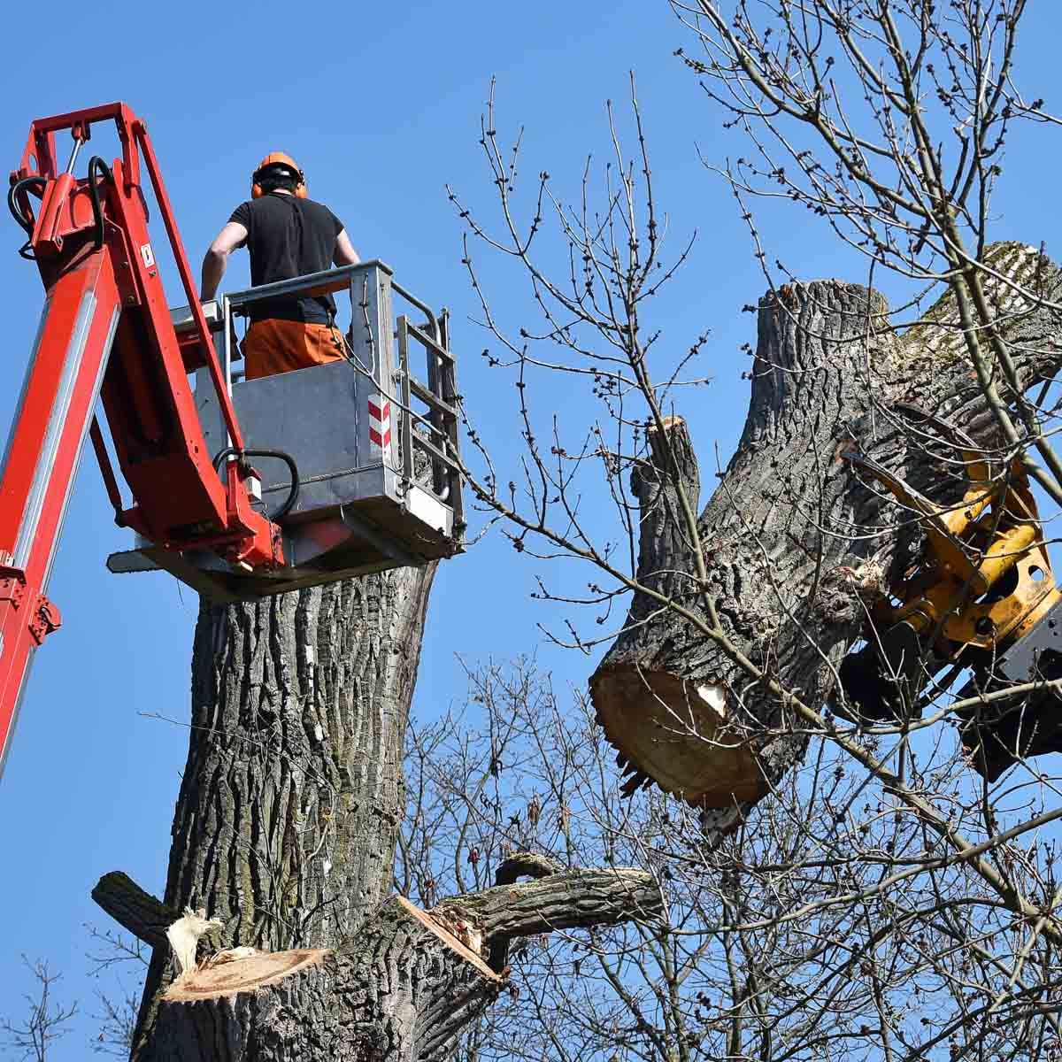 Ein Mann sitzt auf einem Kran und schneidet einen Baumstamm - Traumgärten Benjamin Biermeyer aus Soest
