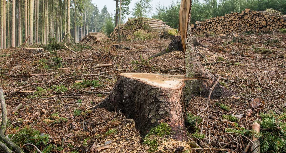 ein Baumstumpf sitzt inmitten eines Waldes - Traumgärten Benjamin Biermeyer aus Soest