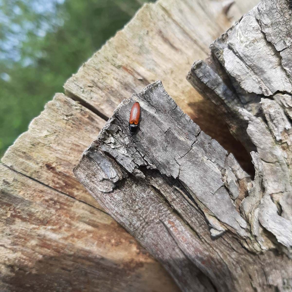 ein Marienkäfer sitzt auf einem Stück Holz - Traumgärten Benjamin Biermeyer aus Soest