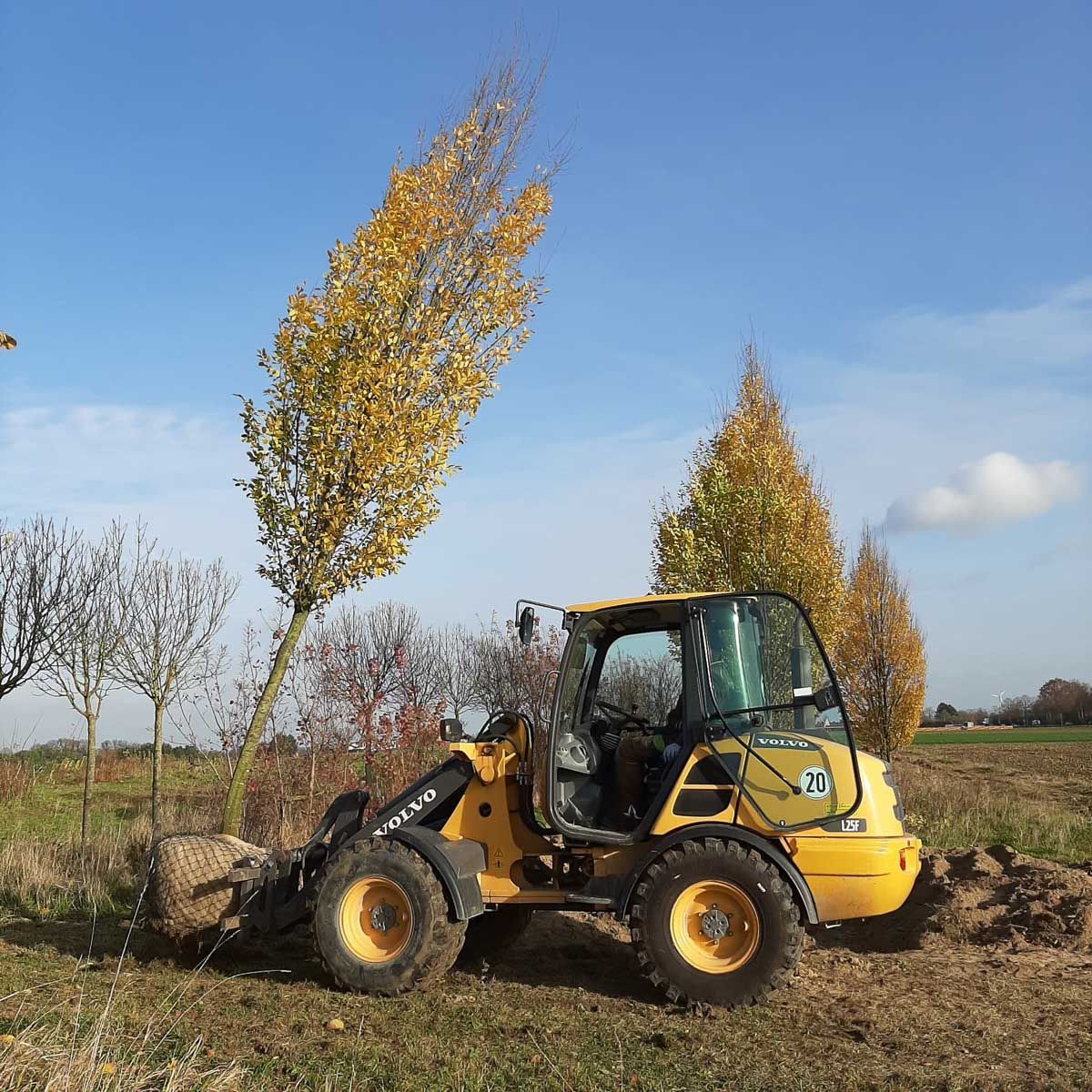 ein Traktor trägt einen Baum in einem Feld - Traumgärten Benjamin Biermeyer aus Soest