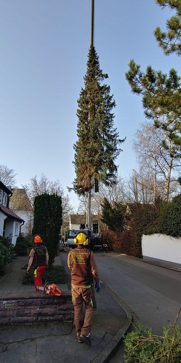 Zwei Männer tragen einen Weihnachtsbaum auf einem Kran - Traumgärten Benjamin Biermeyer aus Soest