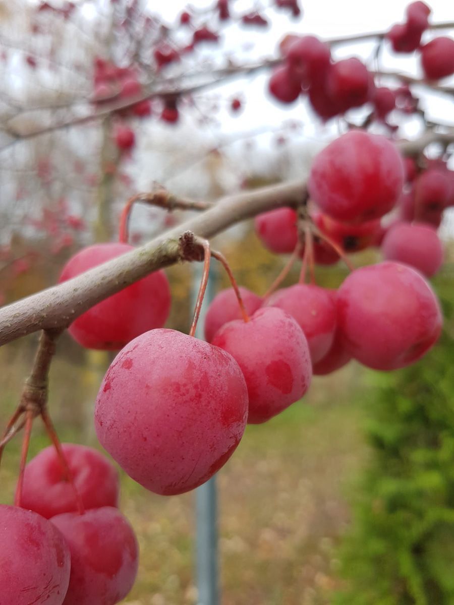 eine Reihe von roten Früchten , die an einem Ast hängen - Traumgärten Benjamin Biermeyer aus Soest
