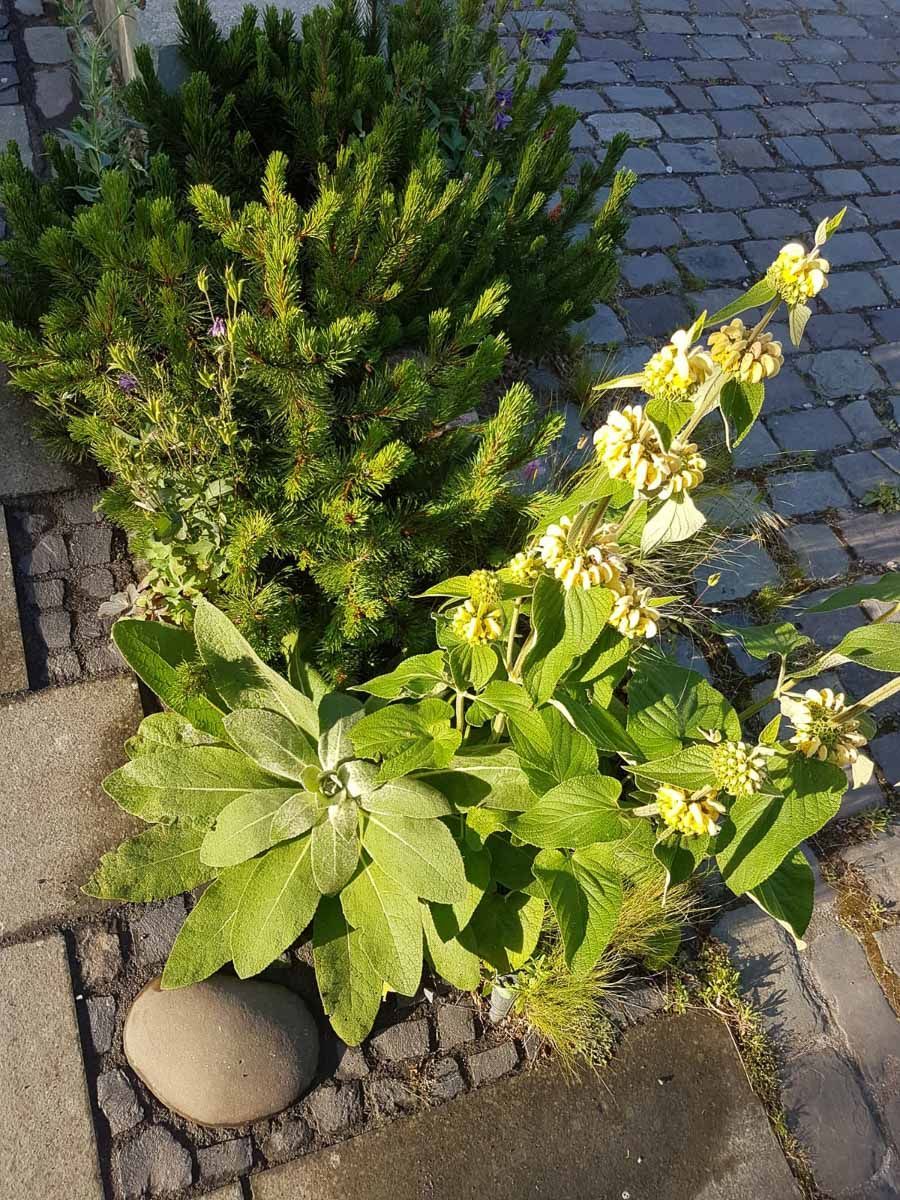 eine Pflanze mit gelben Blüten wächst auf einem Bürgersteig - Traumgärten Benjamin Biermeyer aus Soest