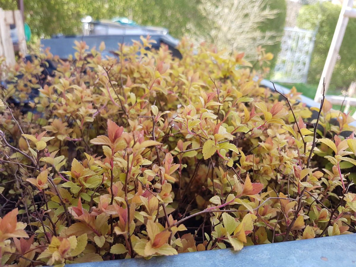 eine Nahaufnahme einer Pflanze mit gelben und roten Blättern - Traumgärten Benjamin Biermeyer aus Soest