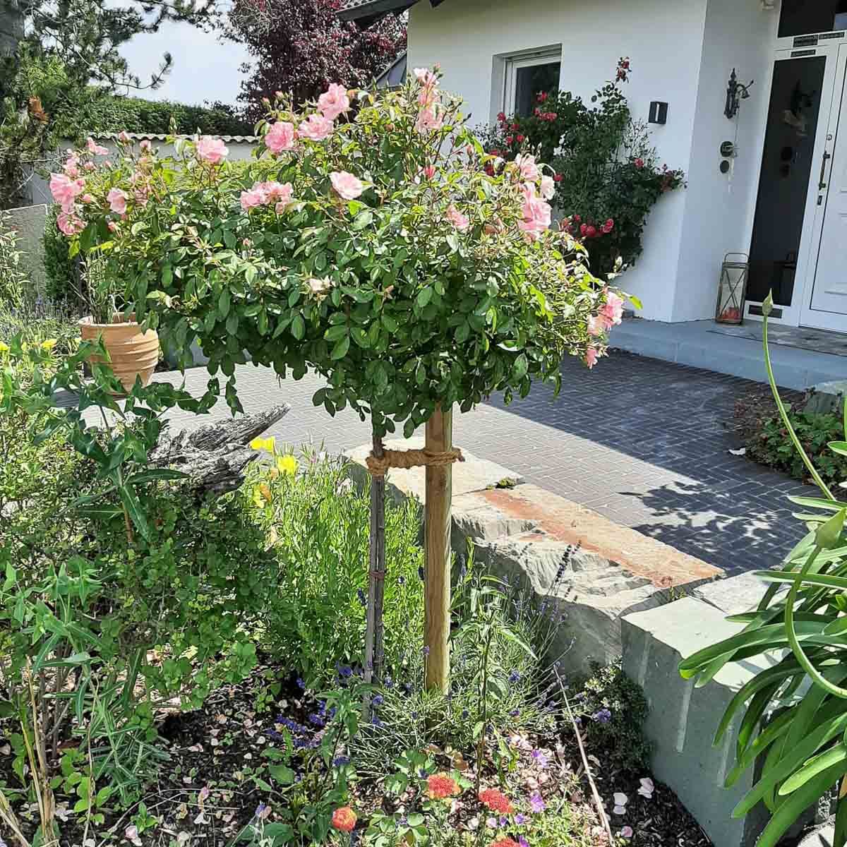 ein Baum mit rosa Blüten in einem Garten vor einem Haus - Traumgärten Benjamin Biermeyer aus Soest