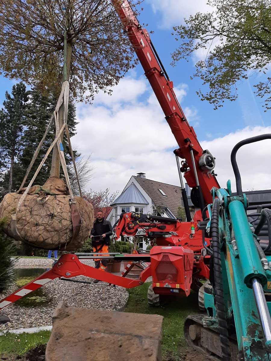 ein Kran hebt einen Baum auf einem kleinen Traktor - Traumgärten Benjamin Biermeyer aus Soest