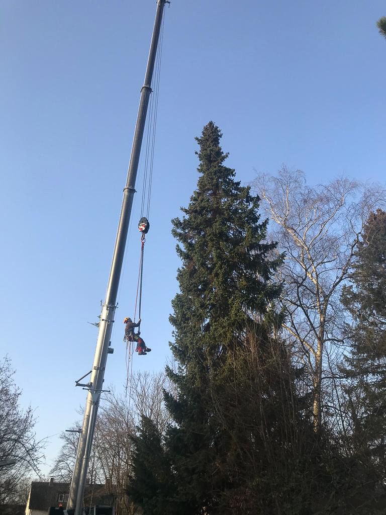 Zwei Männer klettern auf einen Kran , um einen Weihnachtsbaum zu fällen - Traumgärten Benjamin Biermeyer aus Soest