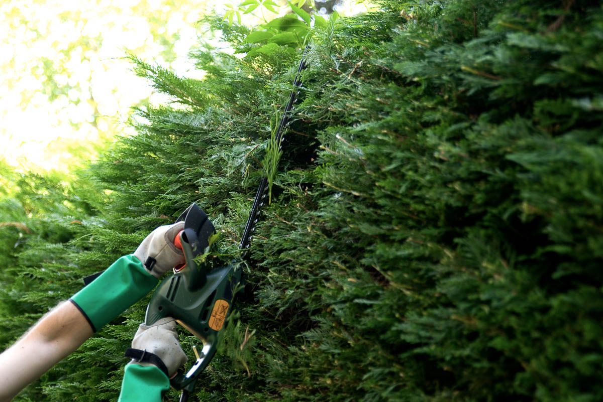 Schnittarbeiten - Traumgärten Benjamin Biermeyer aus Soest