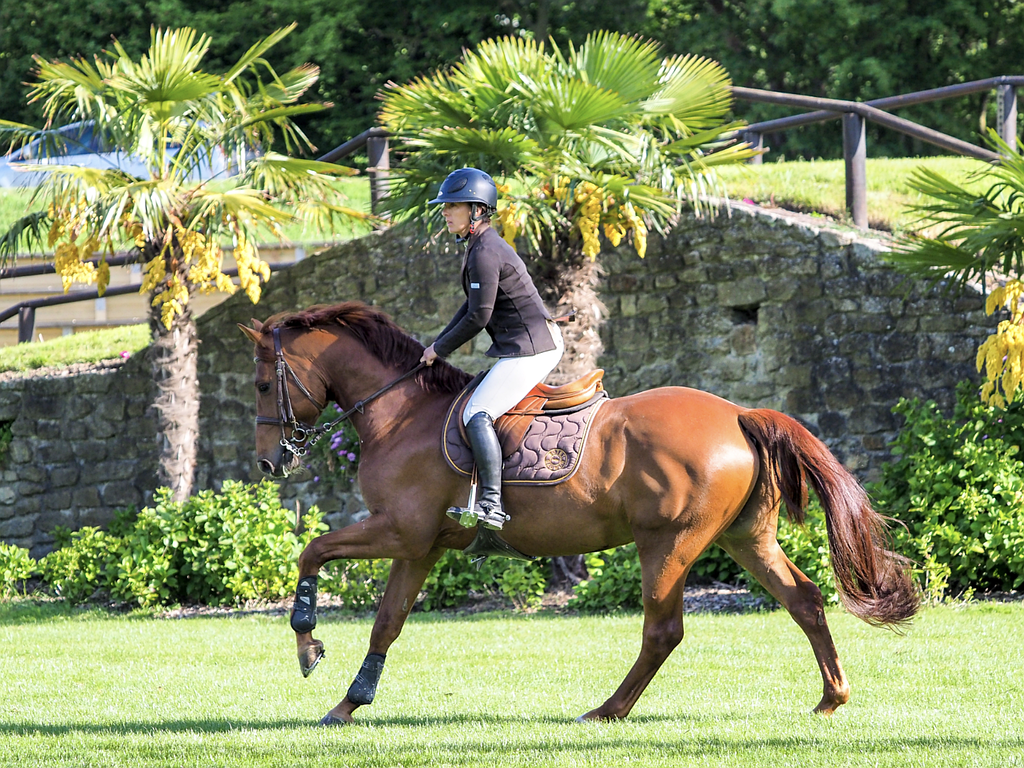 Sport etudes Ludovic Leygue Les Ecuries du Launay Benot Hoy