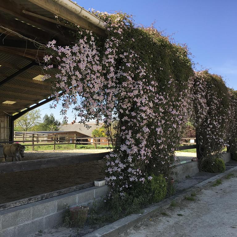 Sport etudes Ludovic Leygue Les Ecuries du Launay
