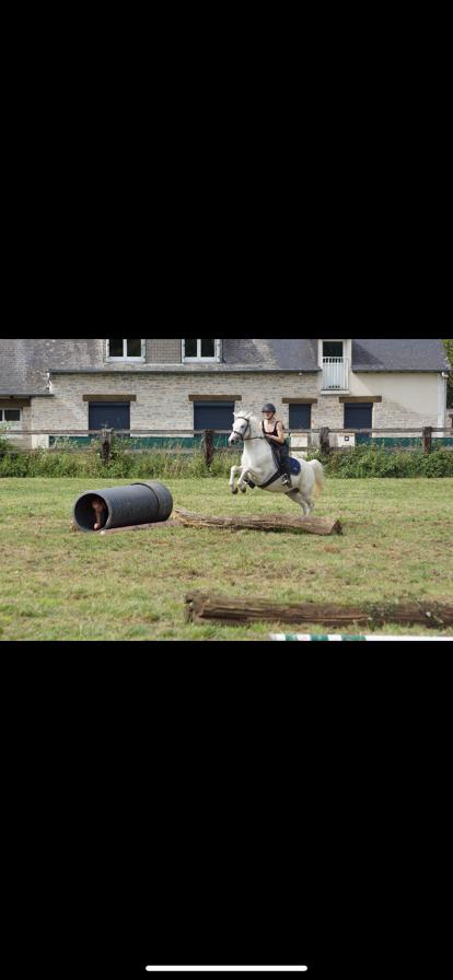 saut d'obstacle avec rondins d'arbres