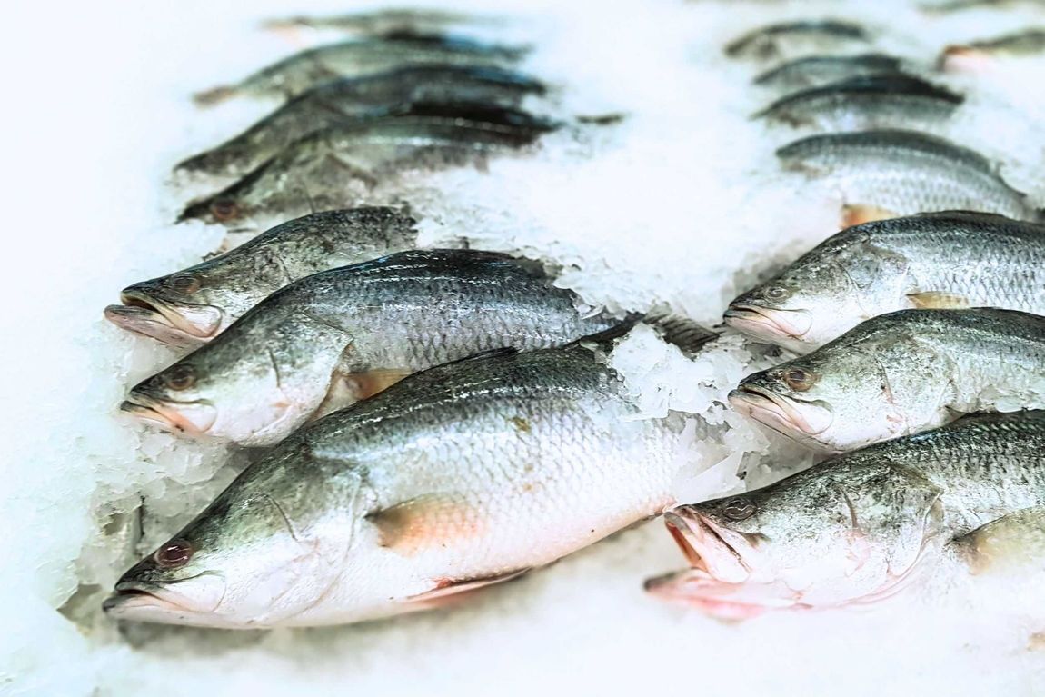 Un montón de peces están sentados encima del hielo.