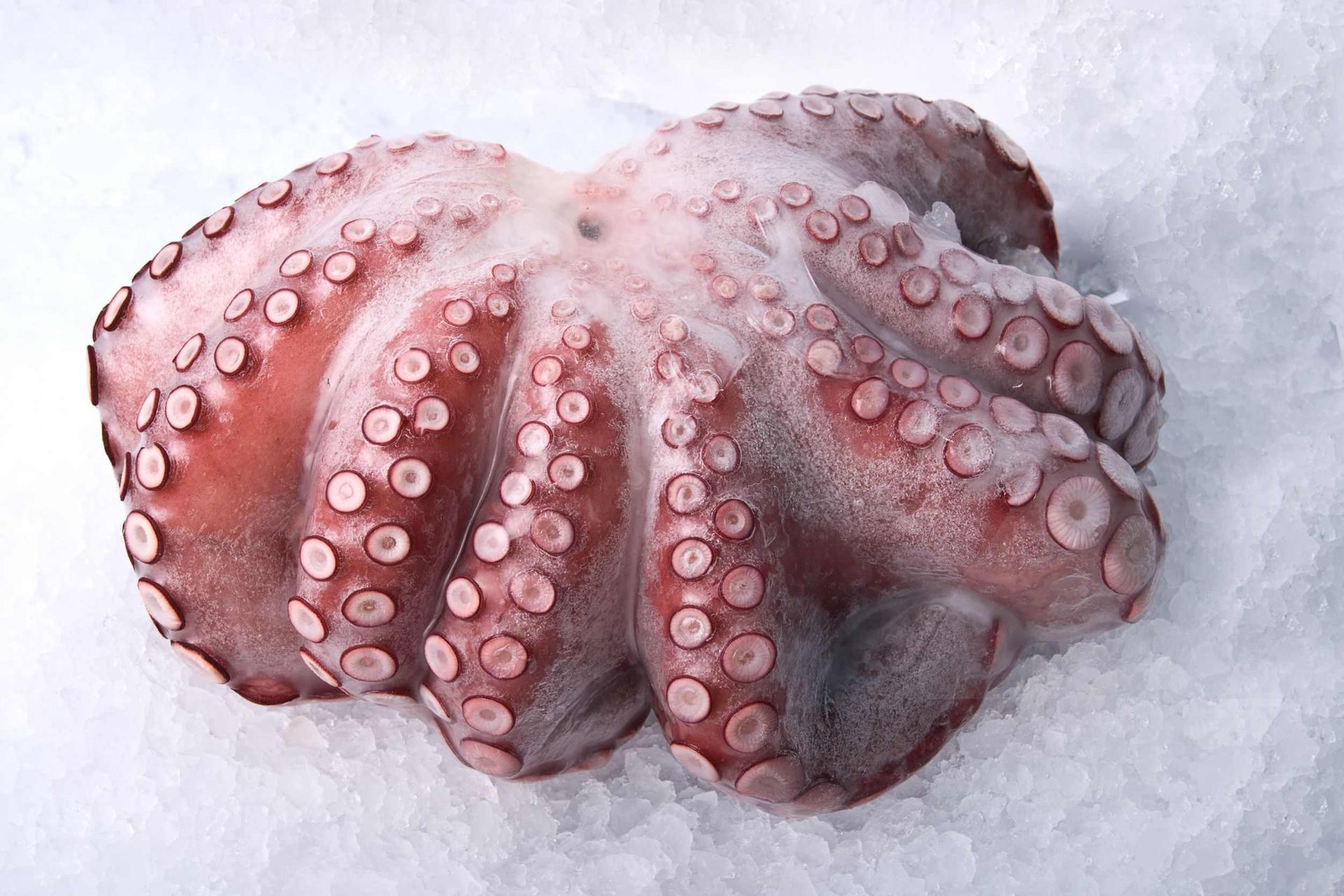 Un pulpo congelado está sentado encima de una pila de hielo.