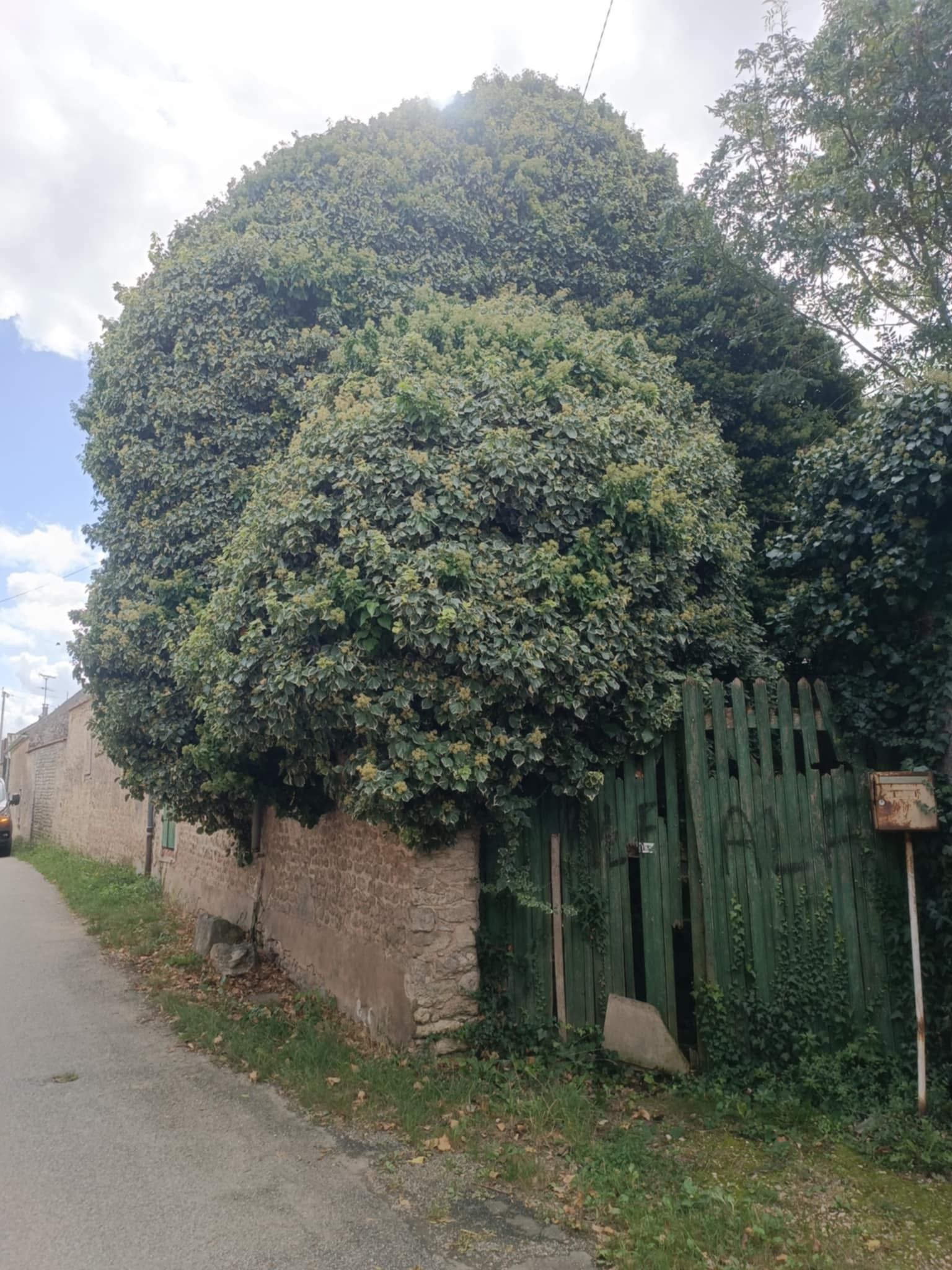 Un feuillage dense et abondant domine un mur de pierre érodé et un portail en bois moussus et délabré, sur une route de campagne.