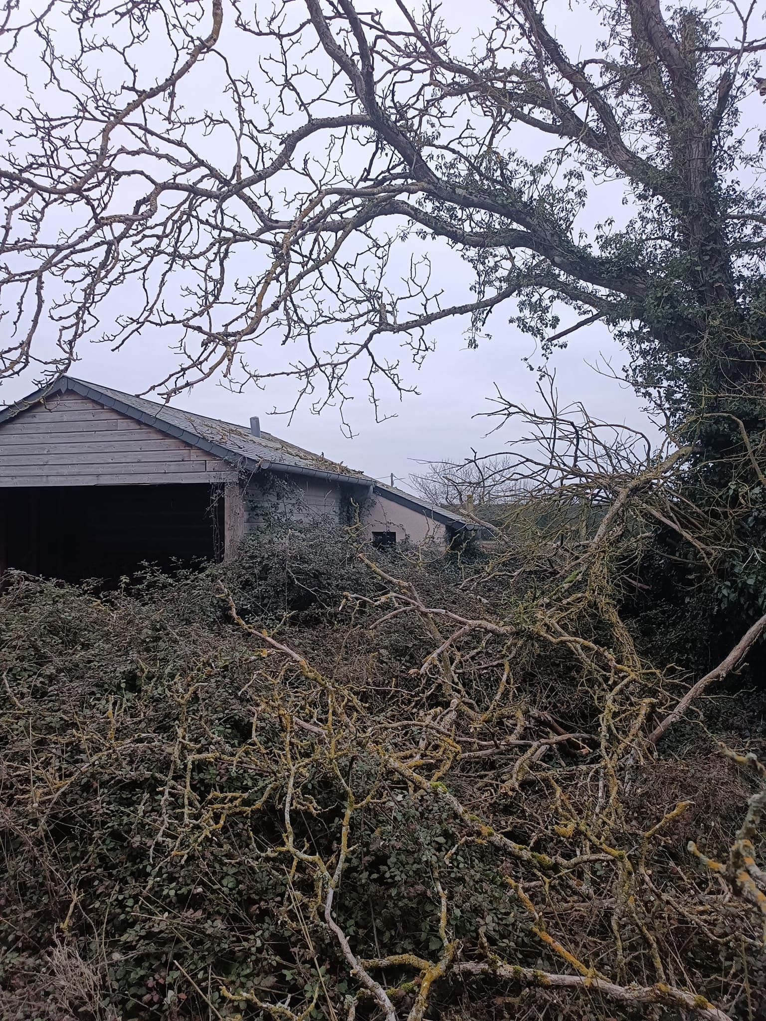 Un vieux bâtiment en pierre délabré se dresse derrière des branches denses, dénudées et couvertes de lichen.