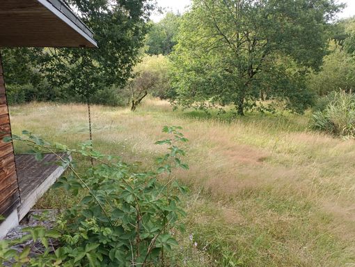 Une cour herbeuse avec des arbres épars et une structure en bois partiellement visible sur le côté gauche.