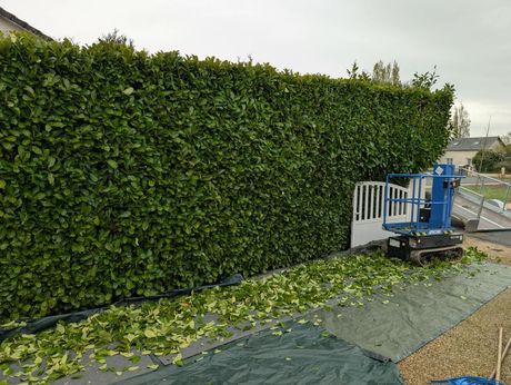 Une haute haie bien taillée se dresse à côté d'une petite plateforme de travail aérienne, des déchets de taille étant éparpillés sur une bâche.
