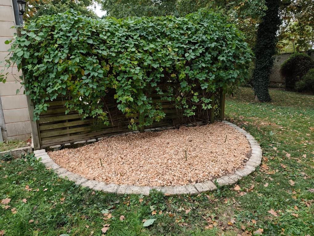 Un parterre semi-circulaire rempli de paillis brun clair, bordé de dalles de pierre devant une clôture en bois recouverte de vigne.