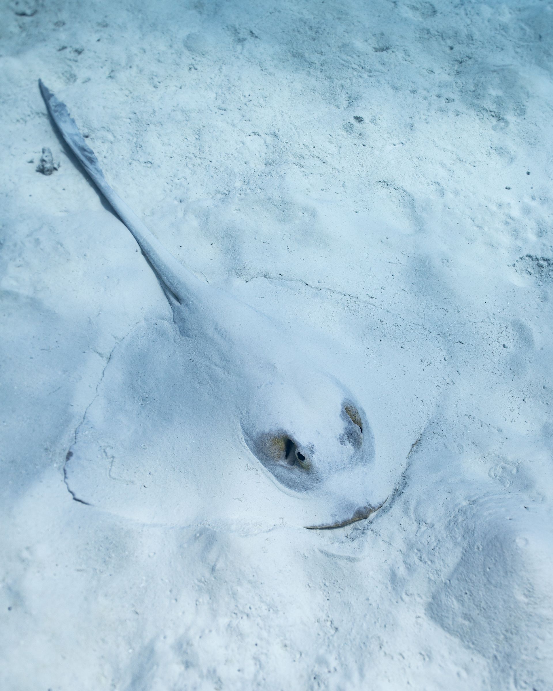 Raya parcialmente enterrada en el fondo arenoso del océano.