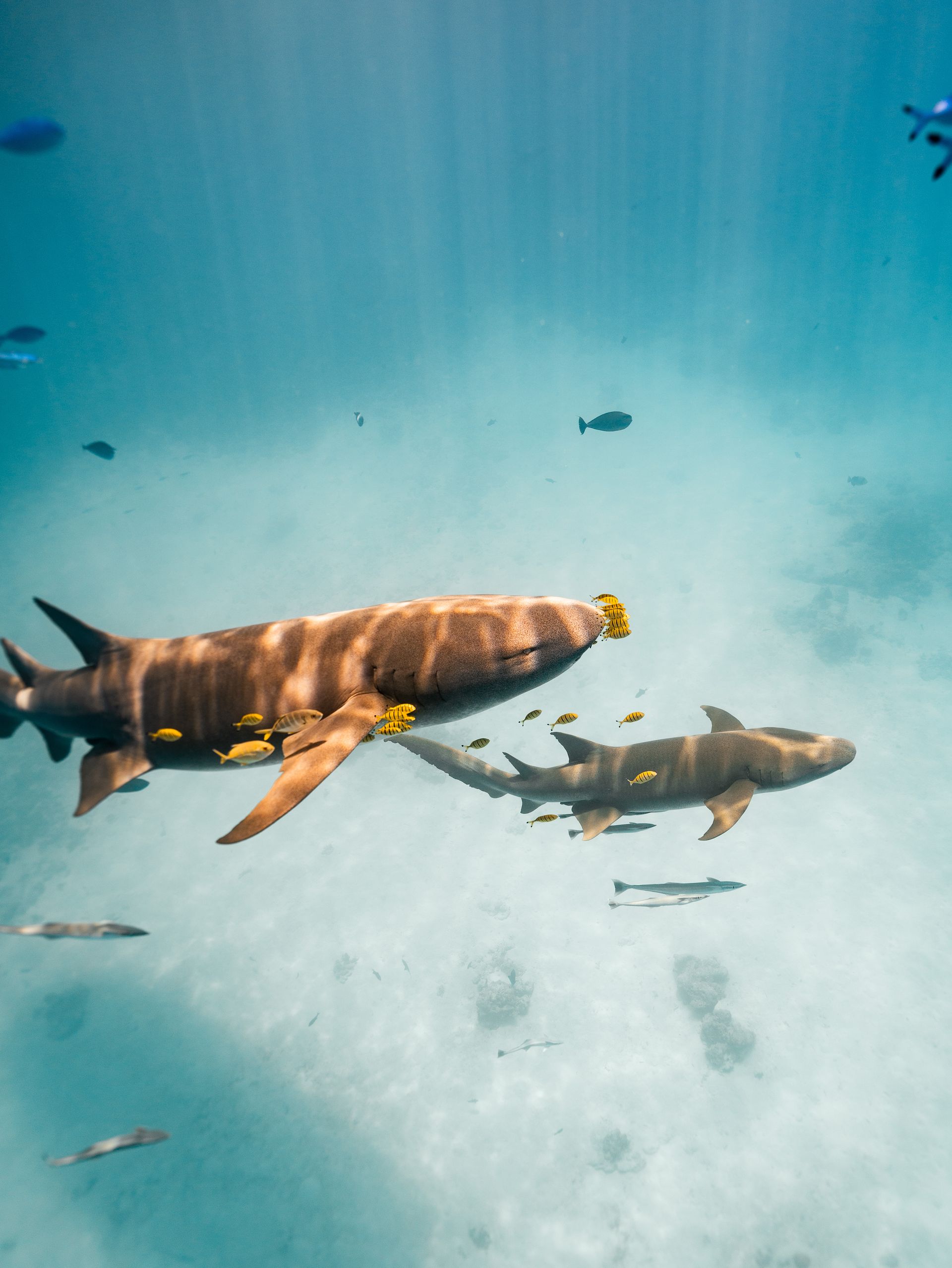 Dos tiburones nodriza nadan bajo el agua con peces más pequeños, en aguas azules y cristalinas.
