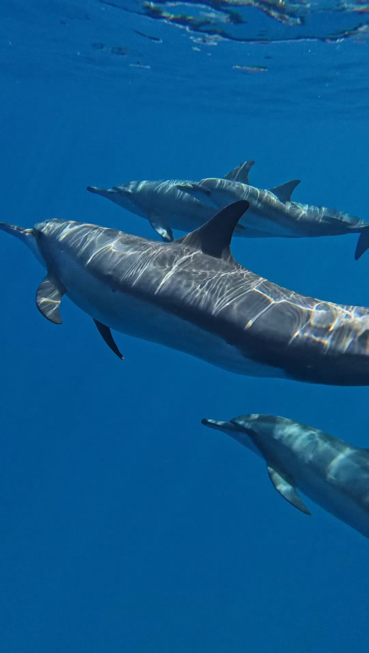 Cuatro delfines nadando bajo el agua en aguas azules.