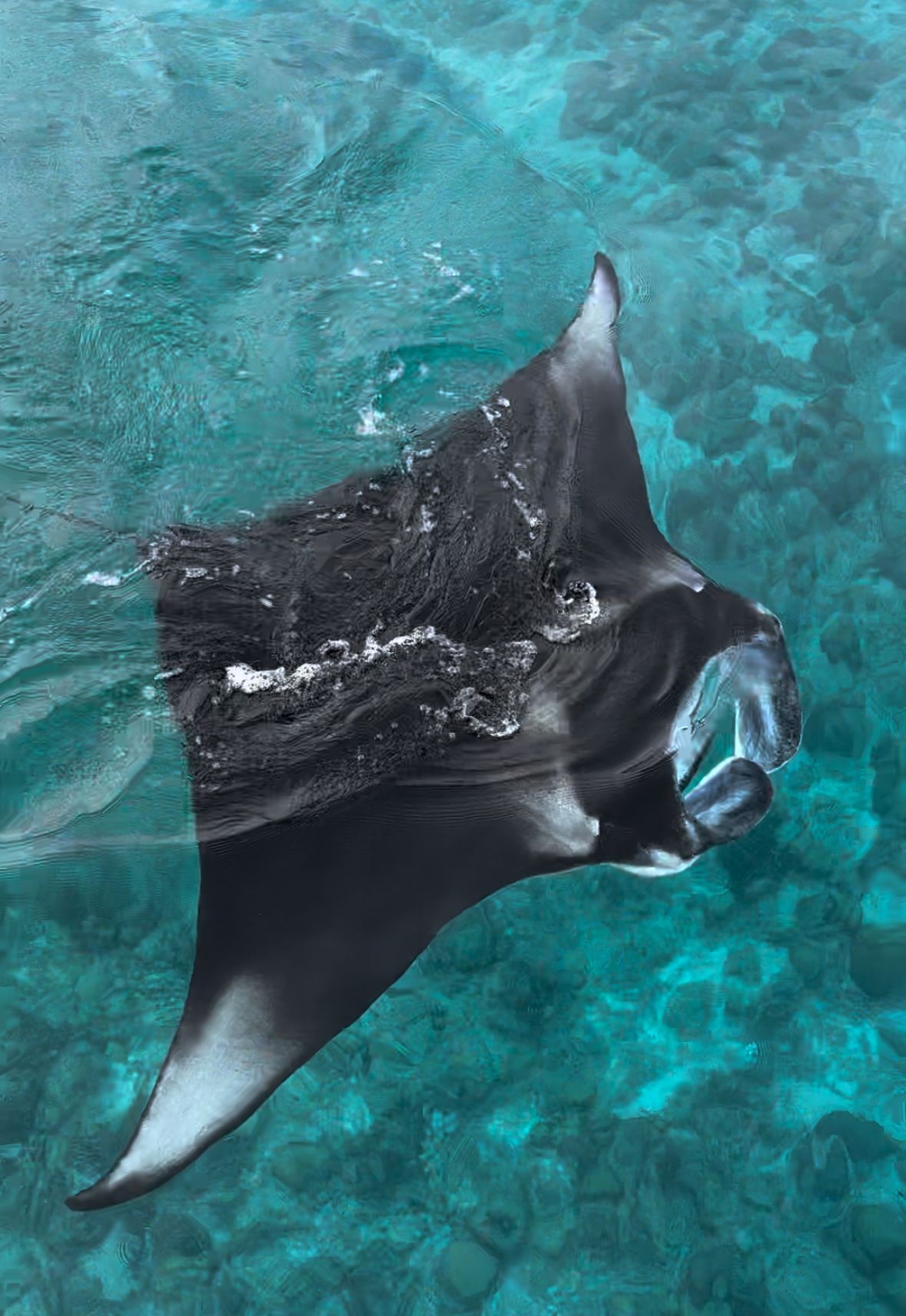 La manta raya nada en aguas cristalinas de color turquesa.