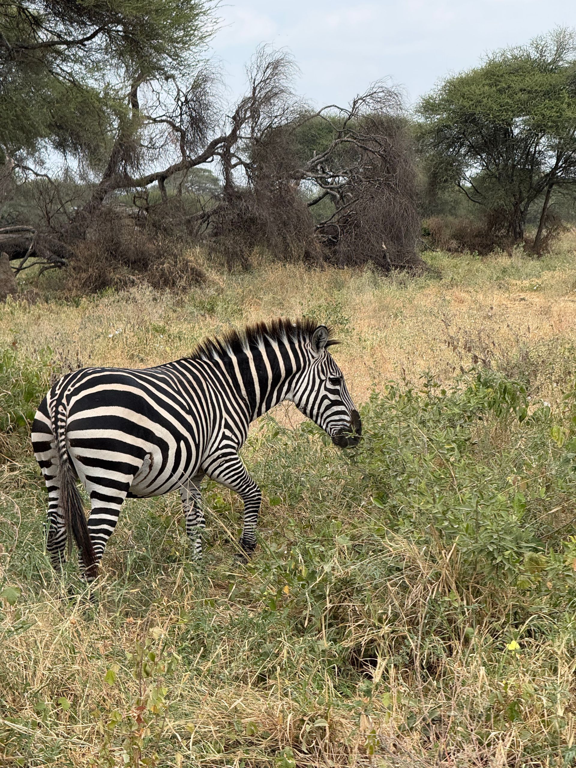 Cebras con rayas blancas y negras pastando en un campo de hierba, con árboles al fondo.