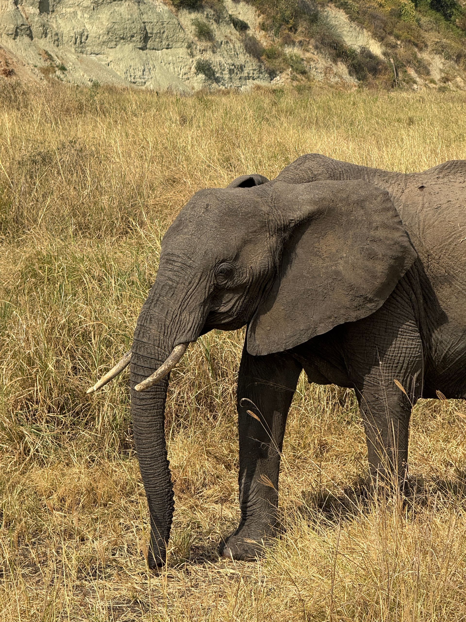 Elefante de pie en hierba alta y seca, con una ladera al fondo.