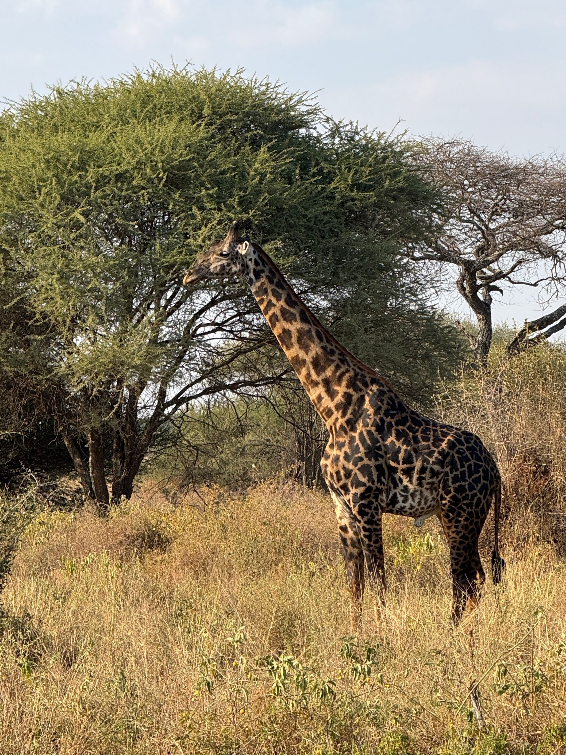 Una jirafa de pie en la hierba alta y seca, intentando alcanzar las hojas de un árbol, en una soleada sabana.