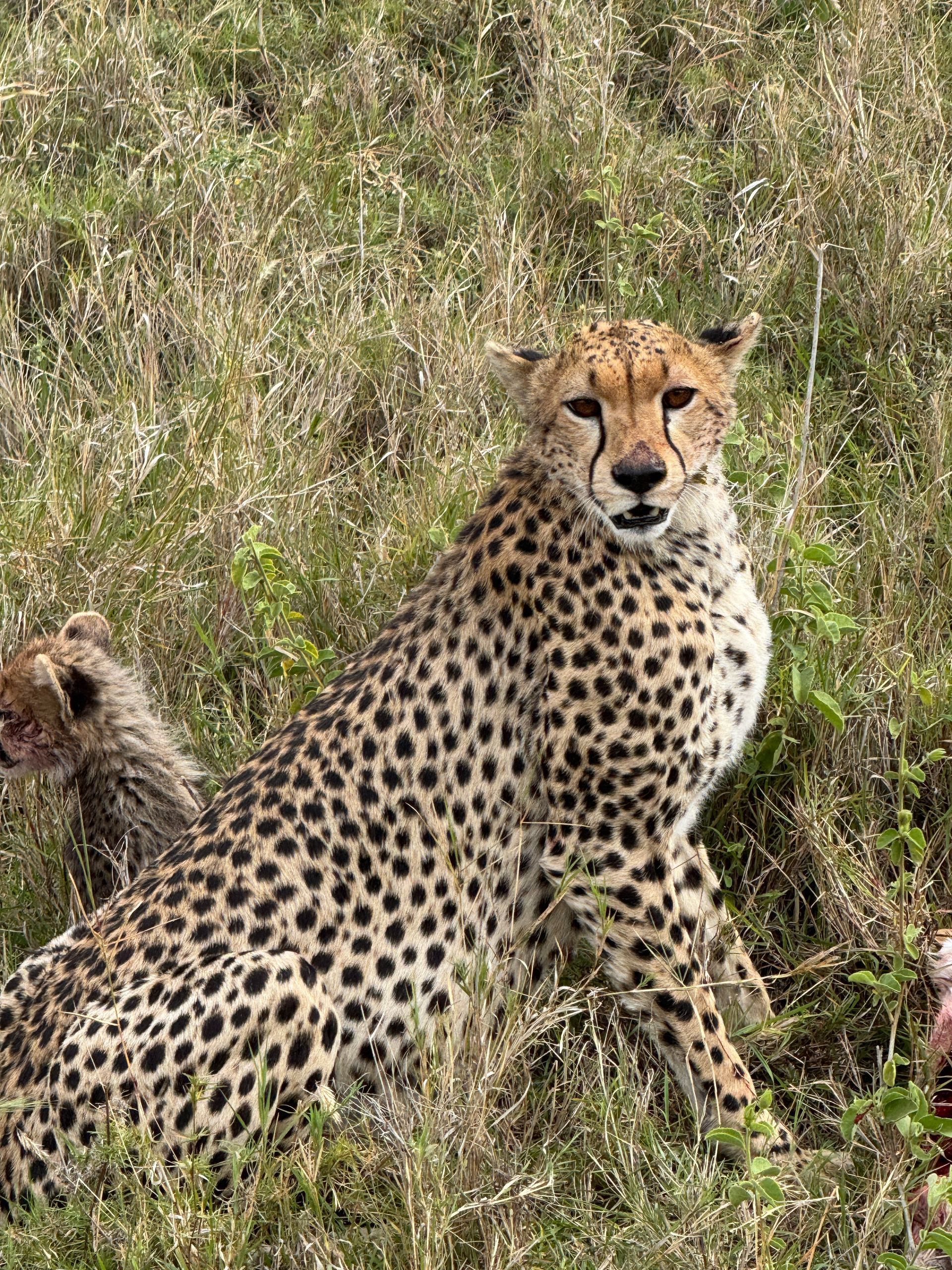 Un guepardo está sentado en la hierba alta, mirando hacia adelante. Tiene el pelaje moteado y una expresión alerta.